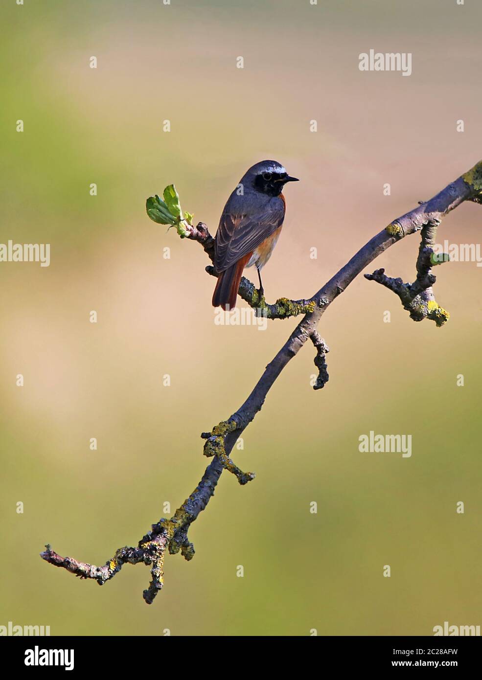 Il giardino maschile rotava phoenicurus phoenicurus sul ramo Foto Stock