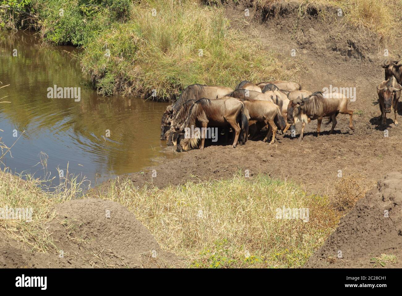 Il blu salice in un buco d'acqua nel Masai Mara Foto Stock