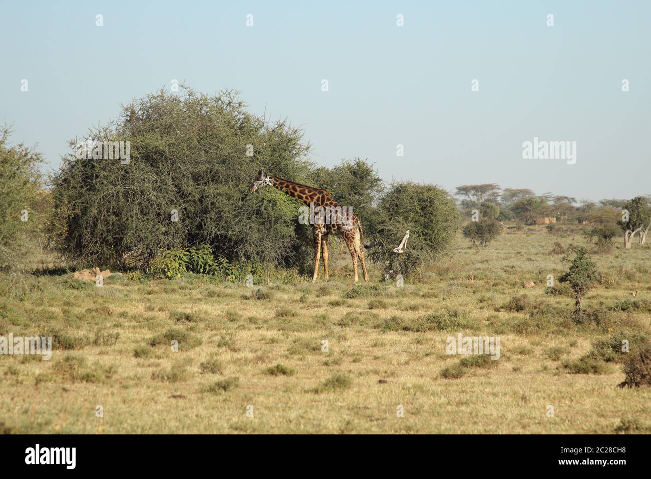 Giraffe di fronte ad una pianta di cespuglio Foto Stock