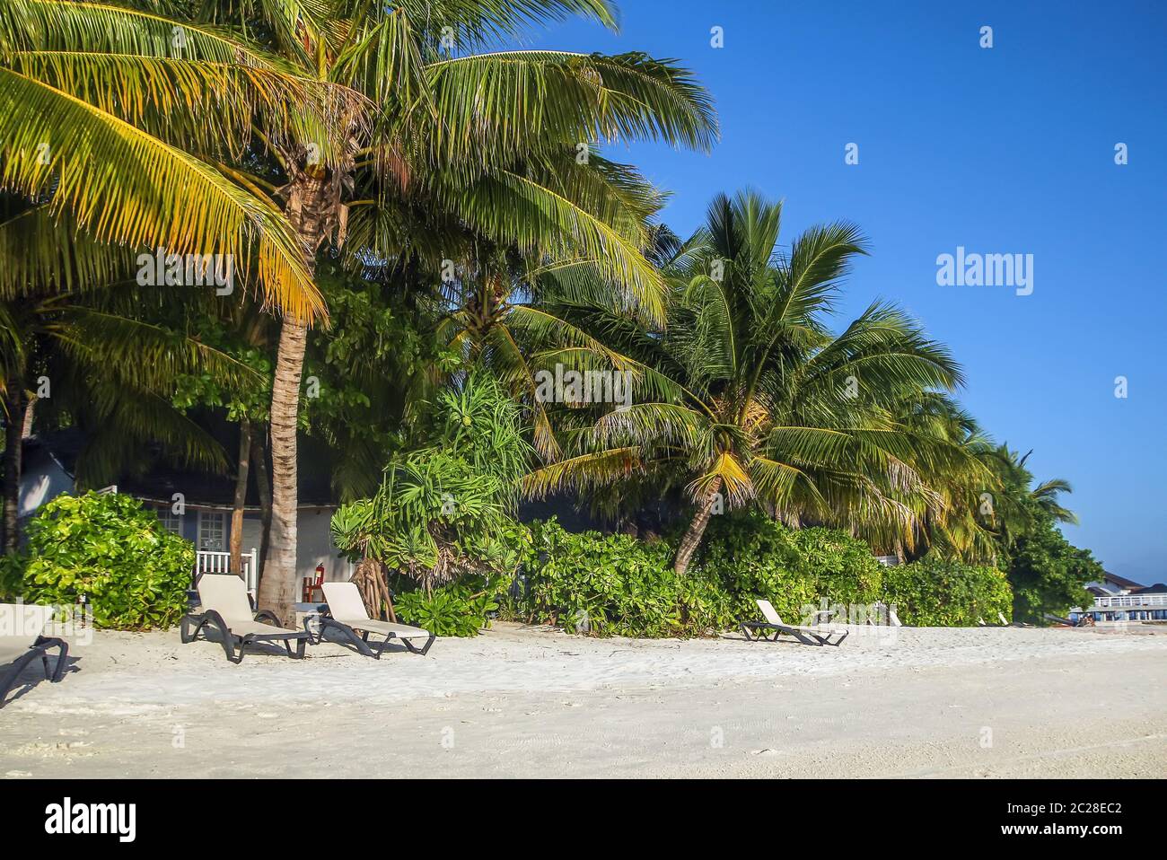 La spiaggia di sabbia bianca, Maldive Foto Stock