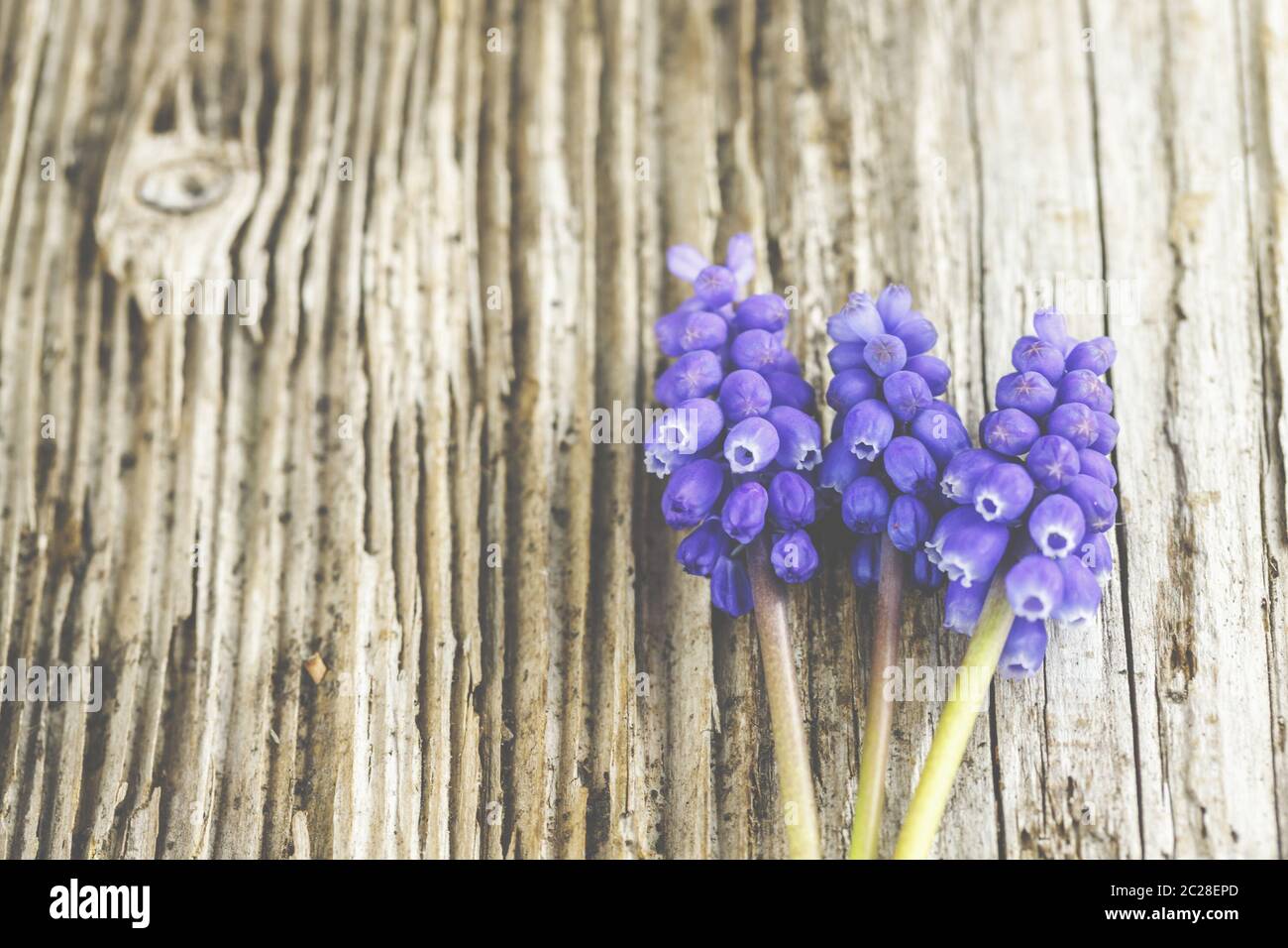 Giacinti di uva violetta su sfondo rustico in legno. Foto Stock