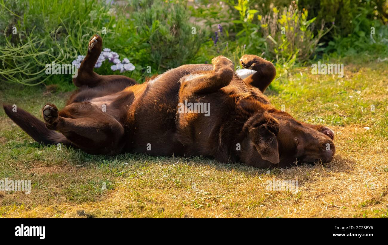 Un labrador al cioccolato sdraiato in giardino, in attesa di carezze Foto Stock