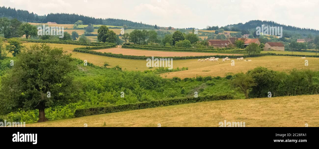 Bella campagna in Francia, in Borgogna, con una fattoria tipica e un gregge di mucche Foto Stock