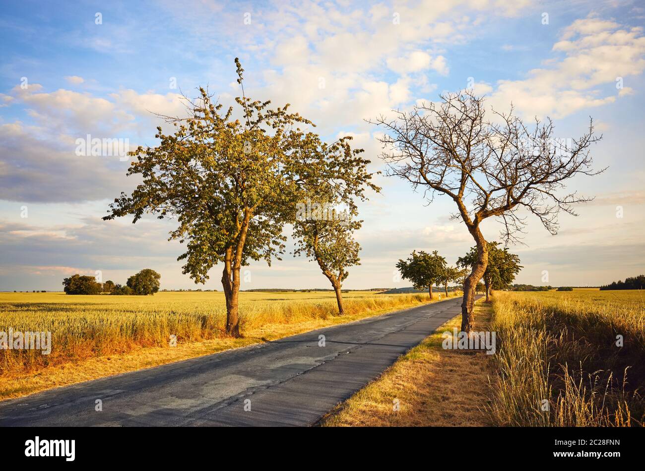 Strada rurale tra campi di raccolto al tramonto. Foto Stock