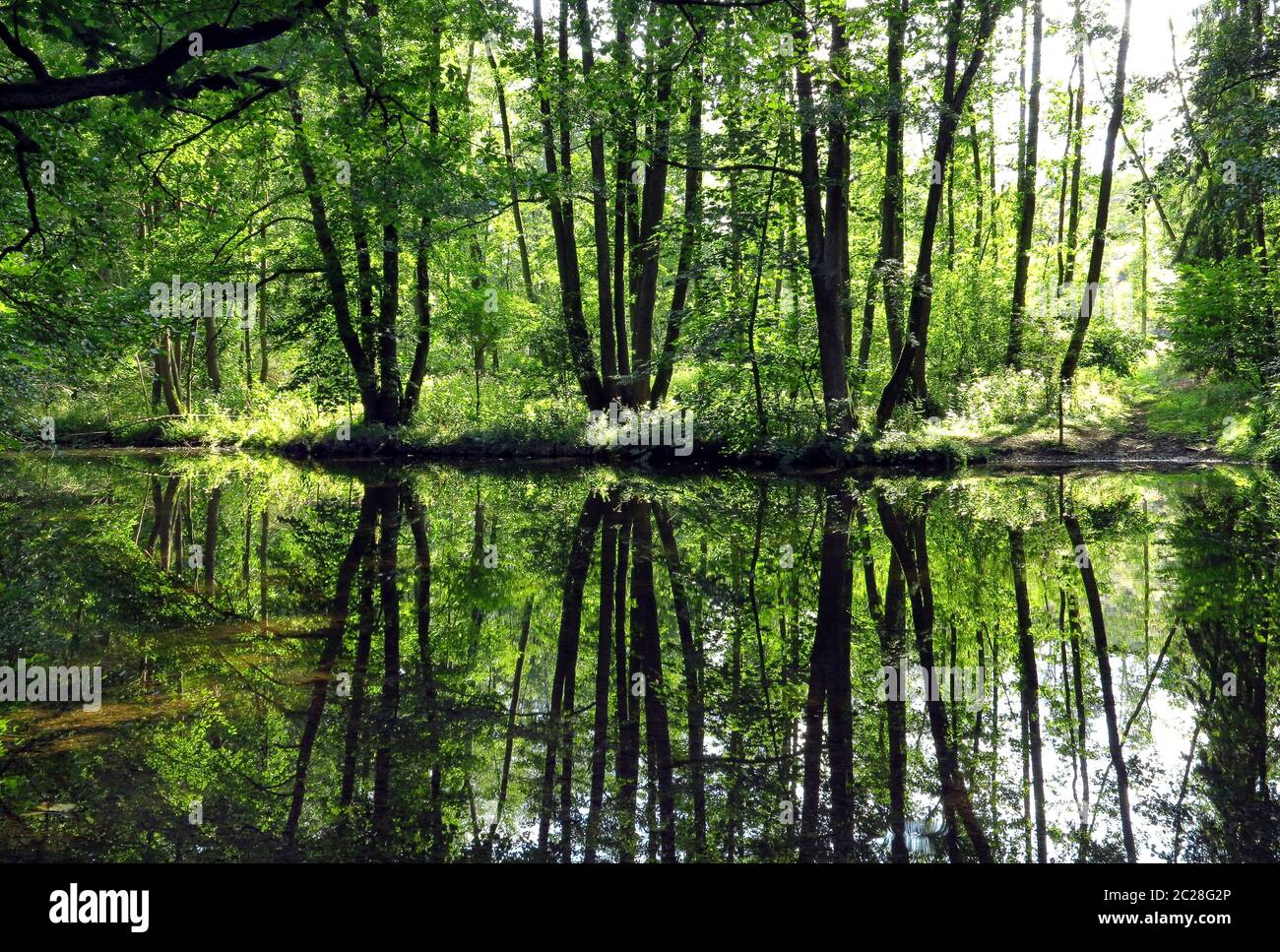 Foresta ripariale pianeggiante al fiume MÃ¶hne con le ceneri specchiate Foto Stock