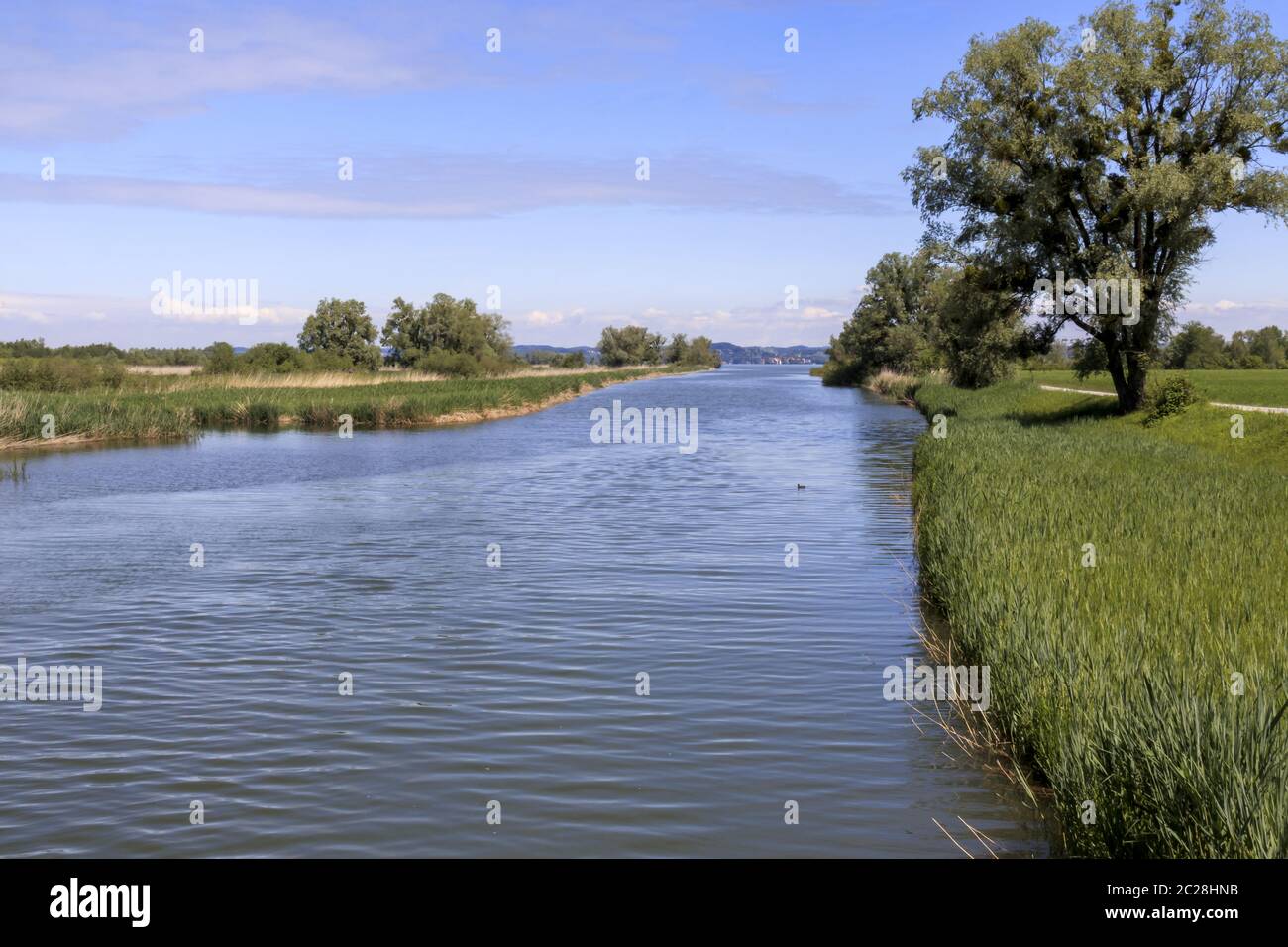 Fischer Reno a Fußach, delta del Reno, riserva naturale, lago di Costanza Foto Stock