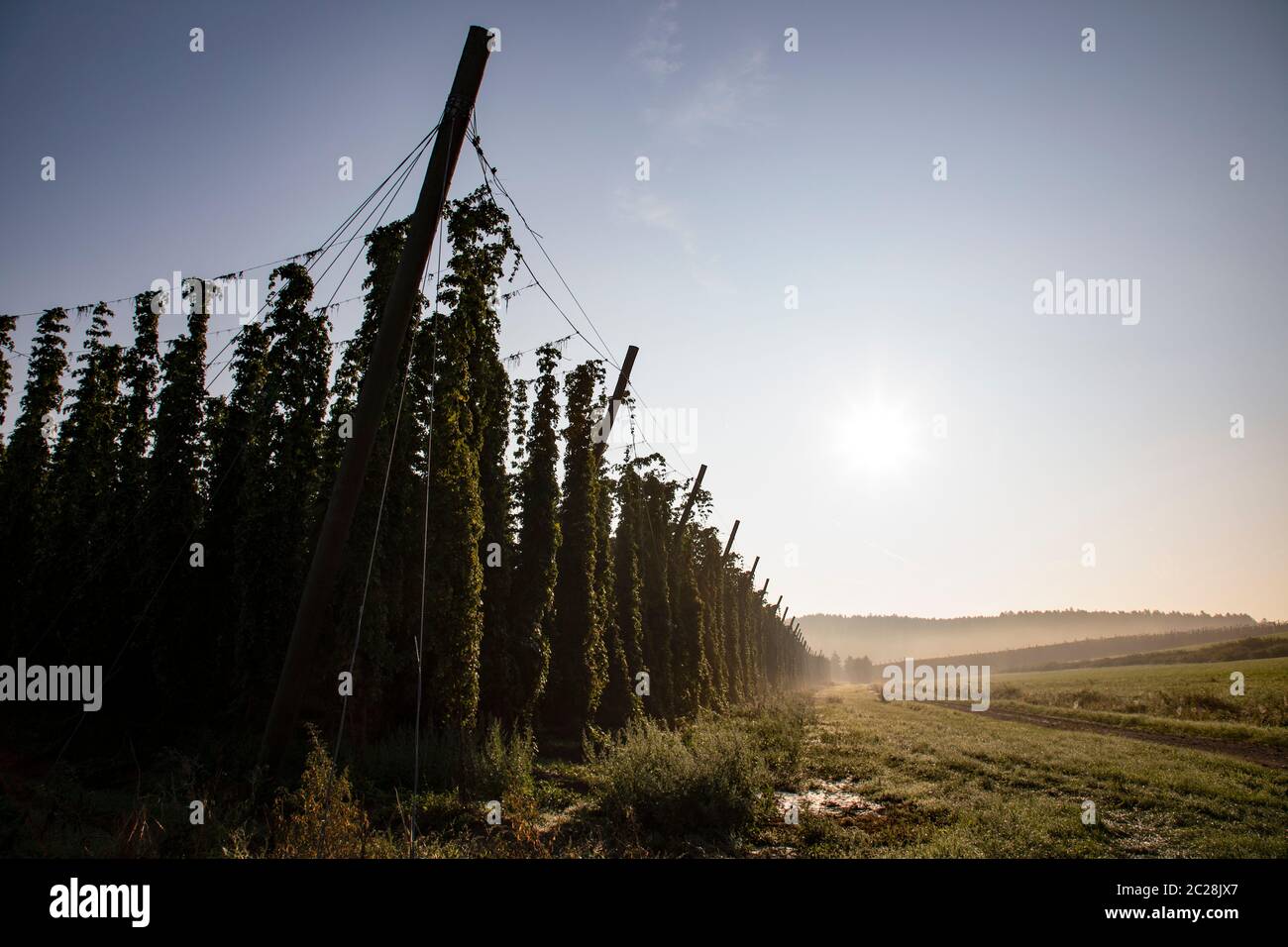 Area bavarese utilizzabile con campo per la coltivazione del luppolo in tipico giardino luppolo Foto Stock