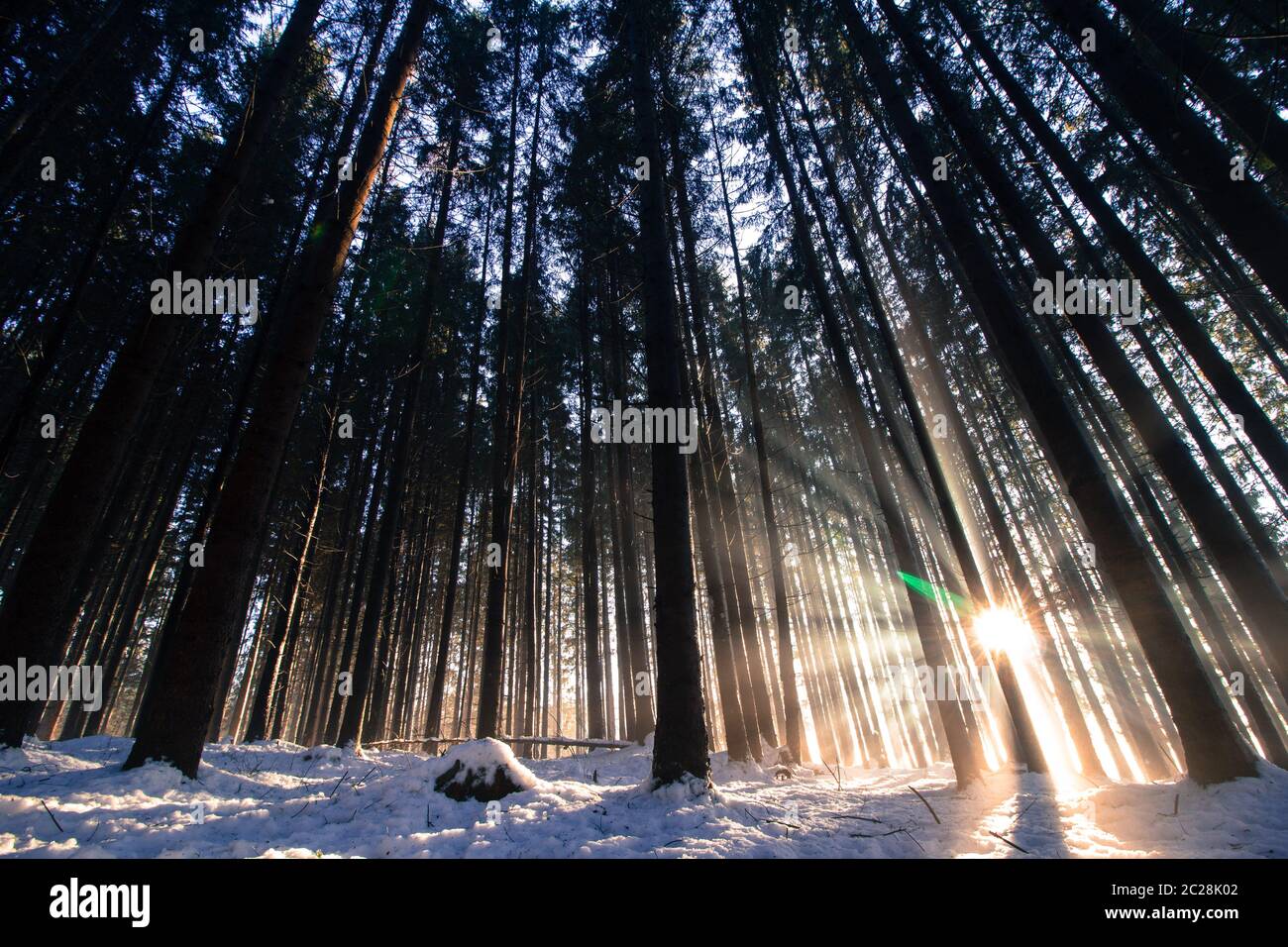 Tramonto nella foresta invernale: Raggi solari e ombre, neve coperta Foto Stock