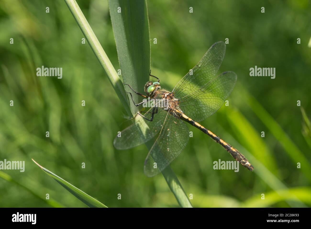 un drago vola su una foglia Foto Stock