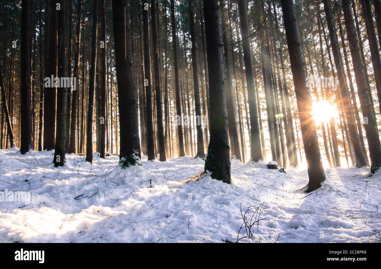Tramonto nella foresta invernale: Raggi solari e ombre, neve coperta Foto Stock