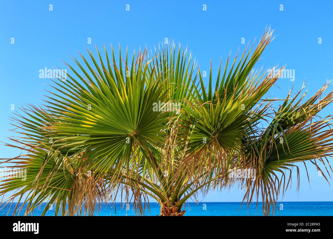 La palma vicino al mare - Borassus flabellifer - Palma palmyra asiatica (comunemente conosciuta come palma doub, palma di tala, o mela di ghiaccio) Foto Stock