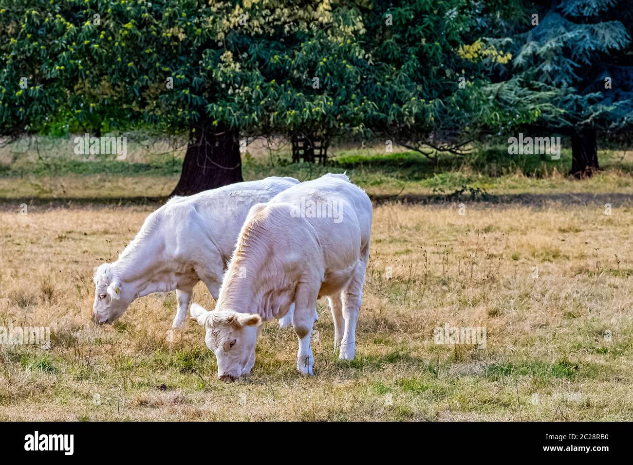 Bovini Charolais - tori giovani nella fattoria britannica Foto Stock