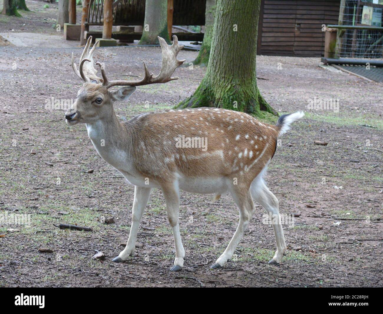 Giovane daino Foto Stock