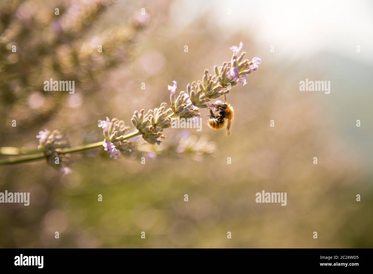 Ape su viola fiori di lavanda, Francia Foto Stock