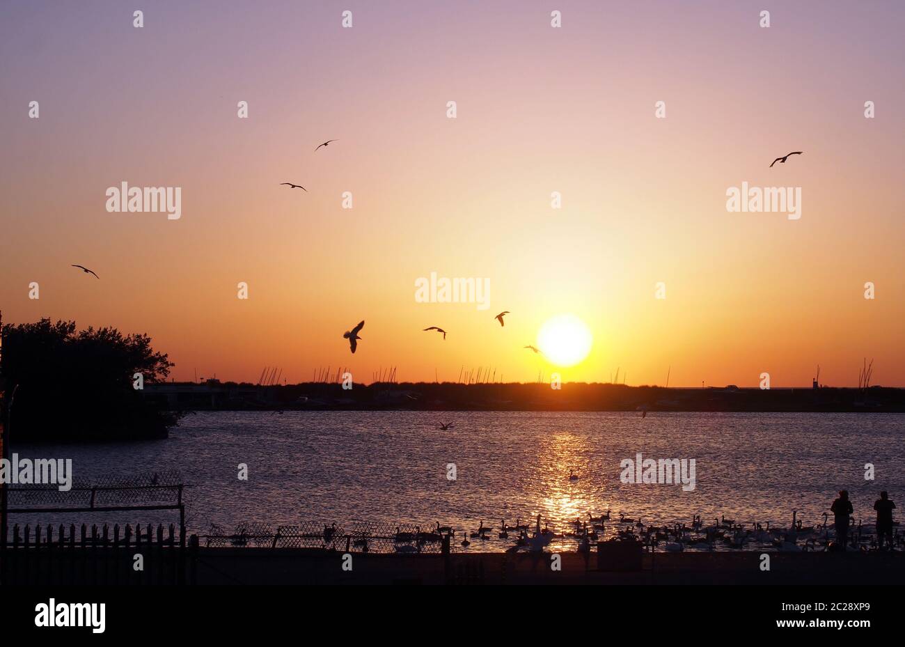 gabbiani che volano su un tramonto dorato che si riflette sulla superficie di un lago con persone non identificabili che guardano le oche nuotare e. Foto Stock