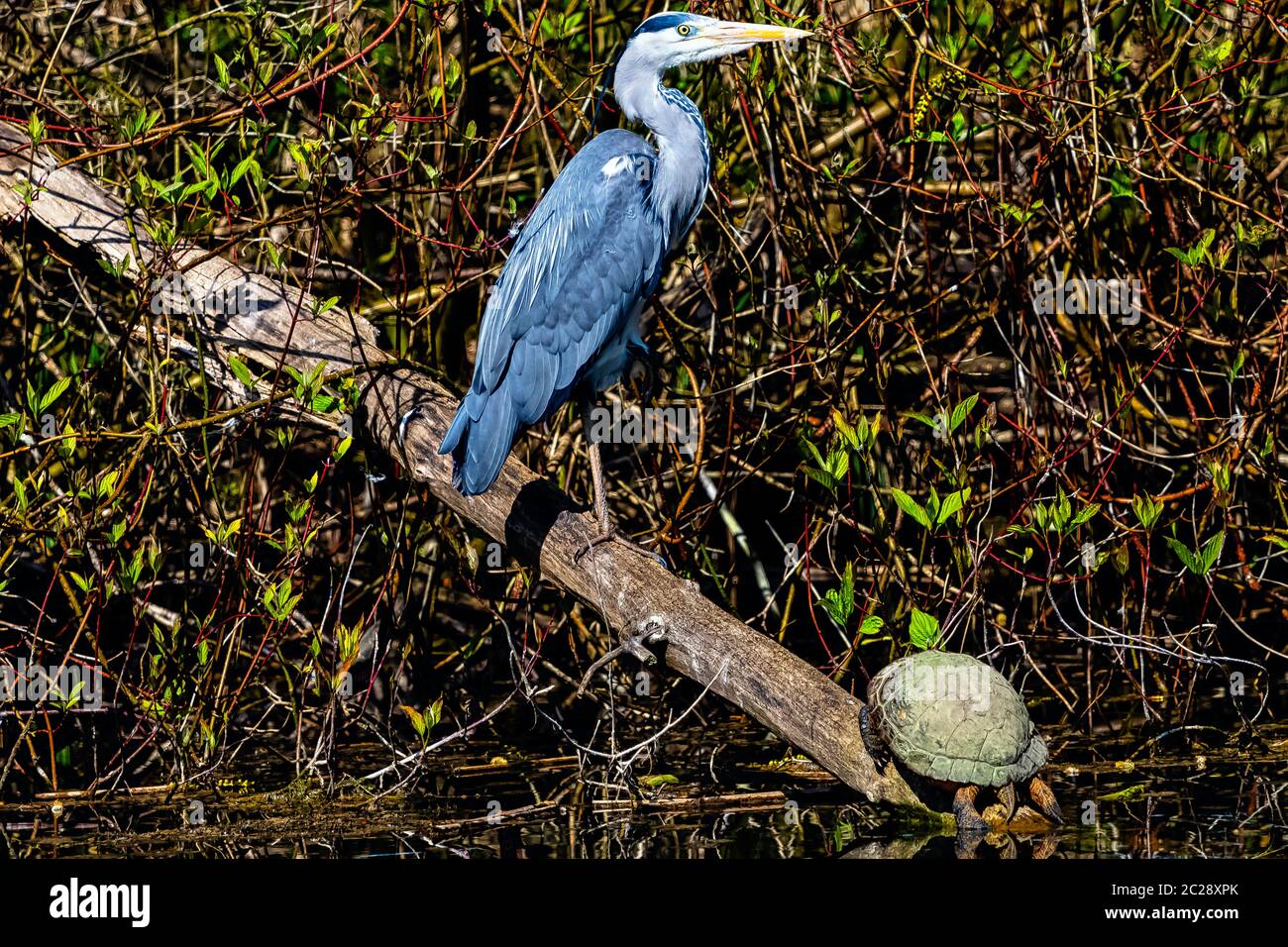 Airone grigio selvatico (Ardea cinerea) e tartaruga europea stagno (Emys orbicularis, terrapin europeo stagno o tartaruga) nel parco britannico Foto Stock