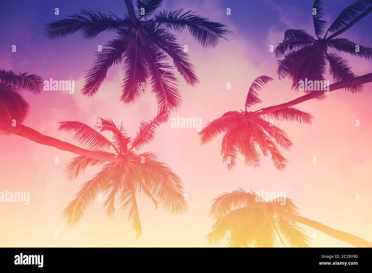 Silhouette di palma su sfondo di tramonto tropicale Foto Stock