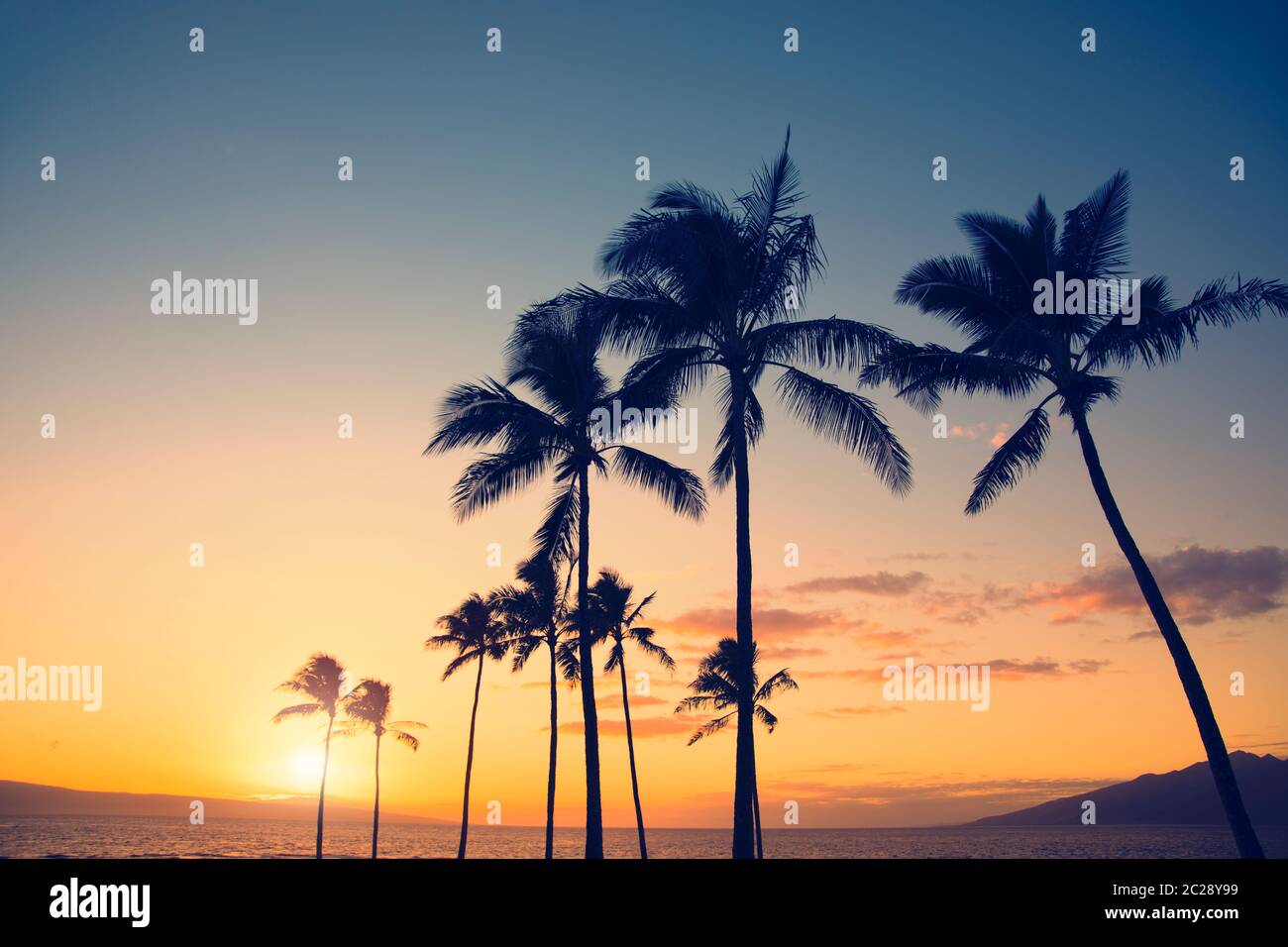 Silhouette di palma su sfondo di tramonto tropicale Foto Stock