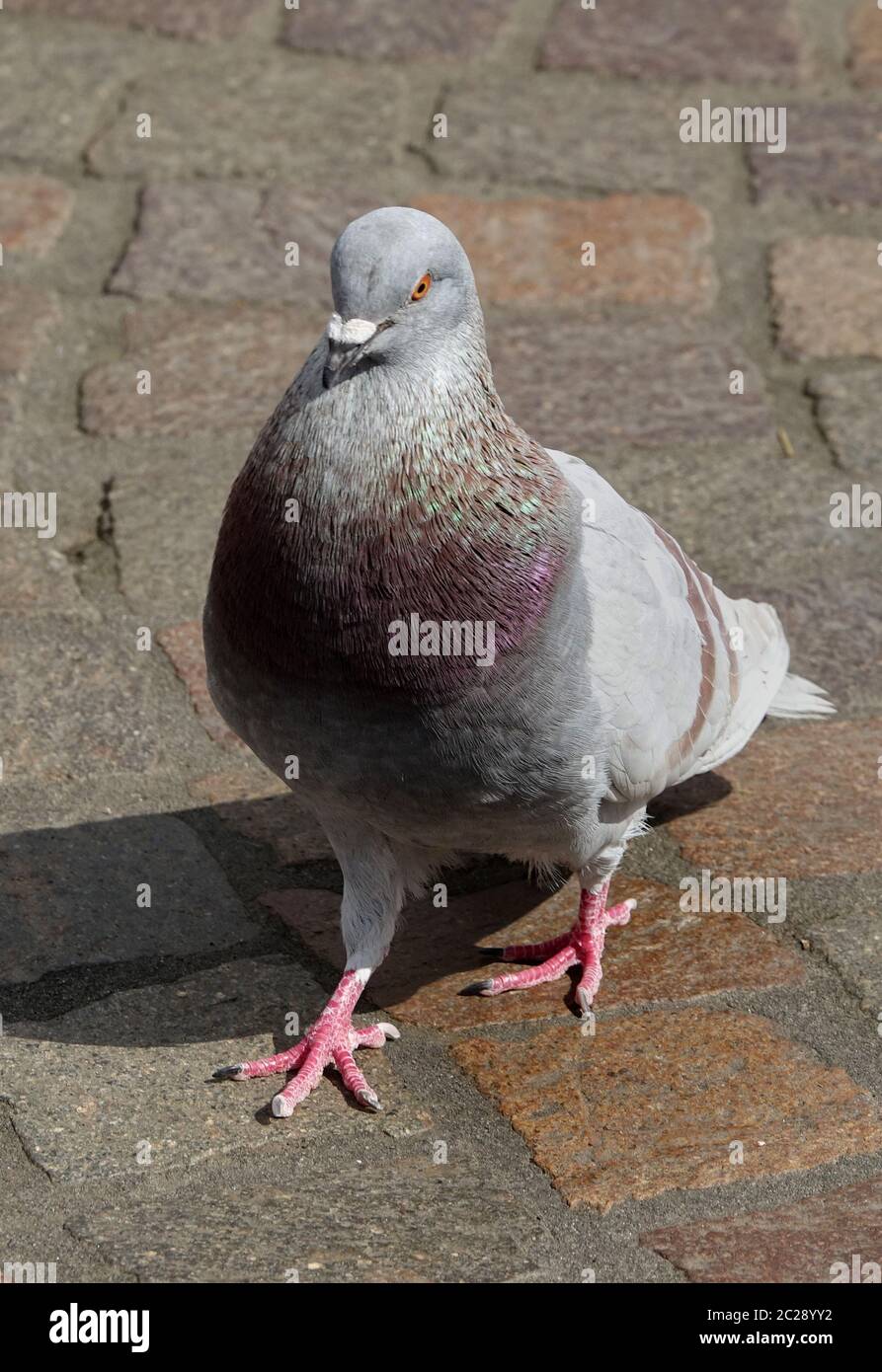 Città piccione Columba livia domestica sul marciapiede Foto Stock