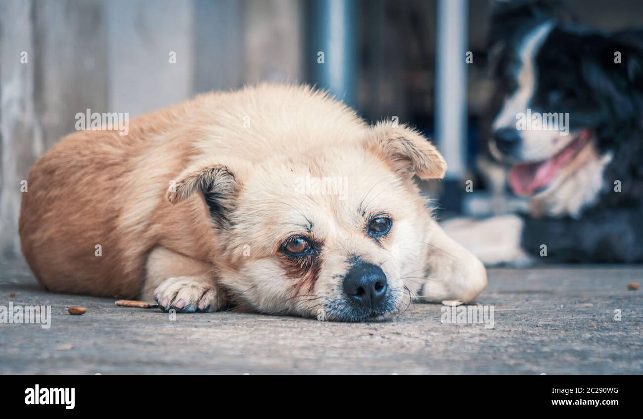 Triste cane in rifugio in attesa di essere salvato e adottato a casa nuova. Rifugio per il concetto di animali Foto Stock
