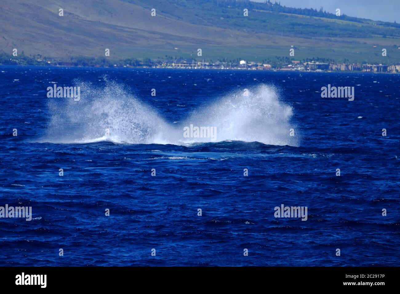 Whale Watching Foto Stock
