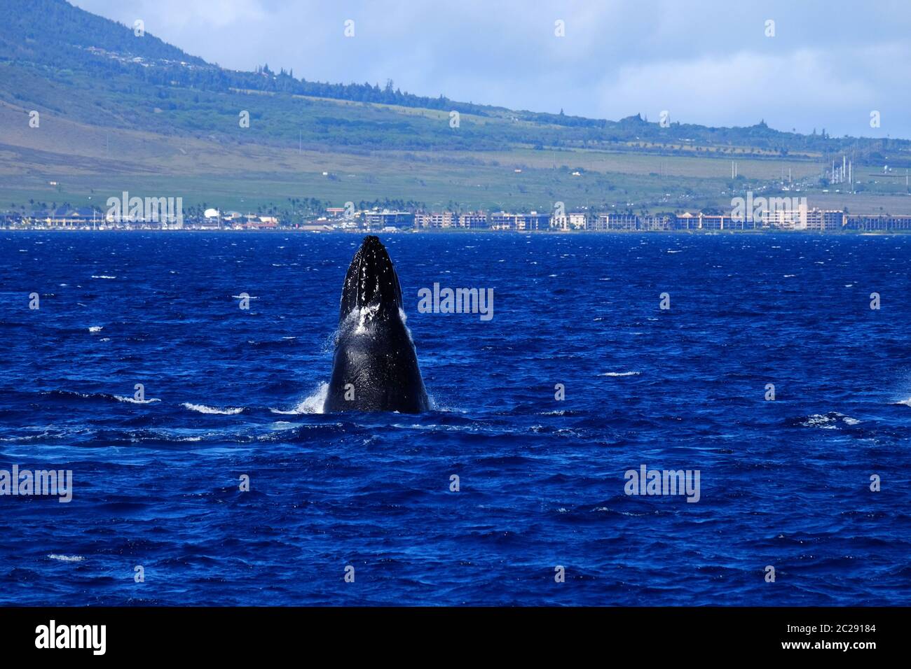 Whale Watching Foto Stock