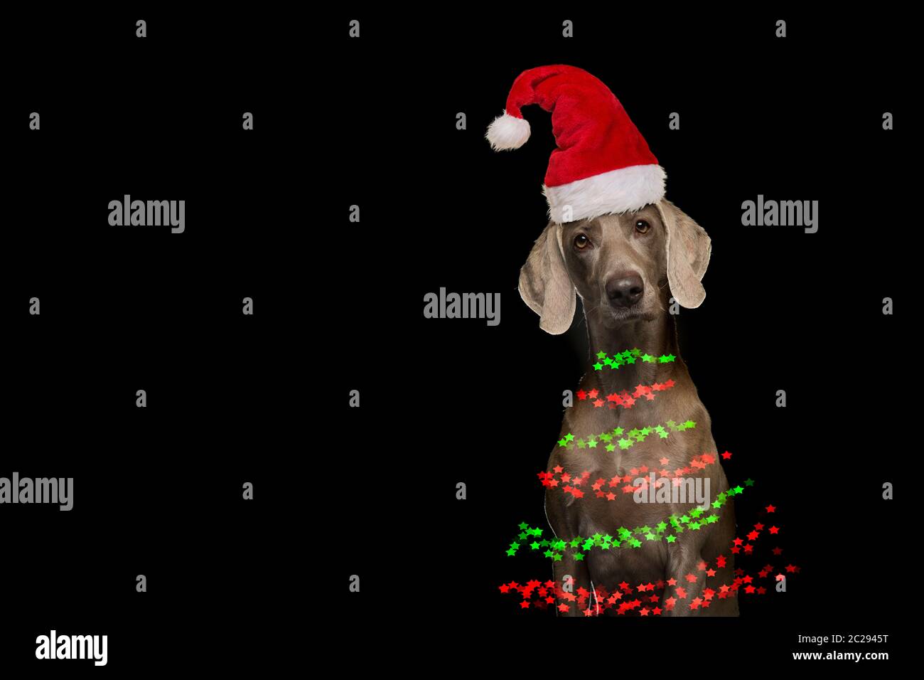 Ritratto del cane Weimaraner con il cappello di babbo natale e le luci  dell'albero di natale su sfondo nero Foto stock - Alamy