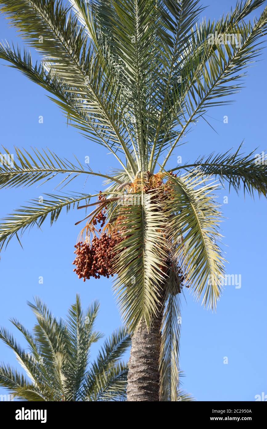 Date sulla palma da dattero, Costa Blanca, Spagna Foto Stock