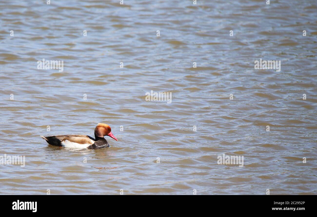 Anatra a pistone maschio Netta rufina nella riserva naturale di Wagbachnisenden Foto Stock