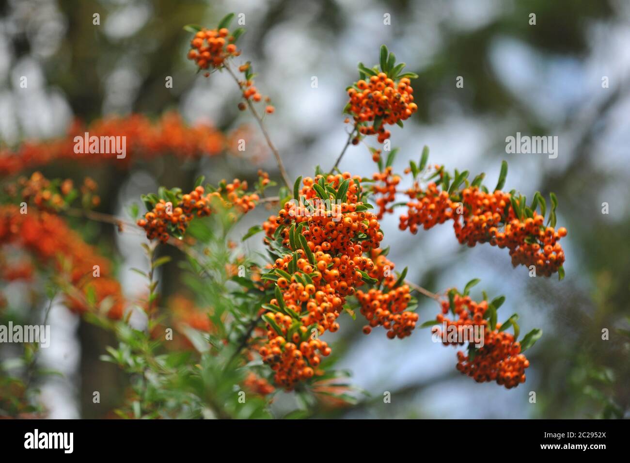 Firethorn in una casa colonica Foto Stock