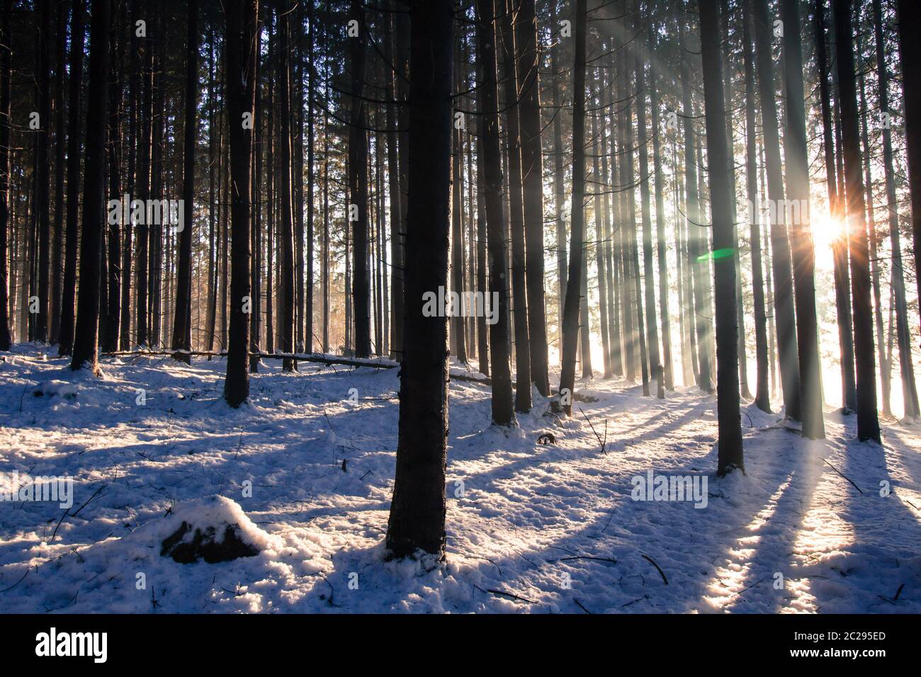 Tramonto nella foresta invernale: Raggi solari e ombre, neve coperta Foto Stock
