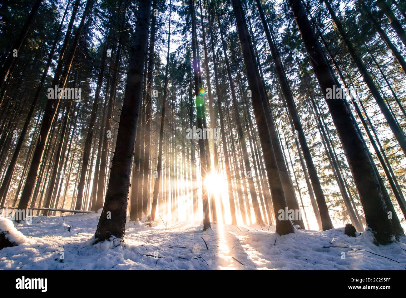 Tramonto nella foresta invernale: Raggi solari e ombre, neve coperta Foto Stock