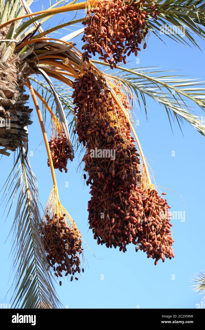 Date sulla palma da dattero, Costa Blanca, Spagna Foto Stock