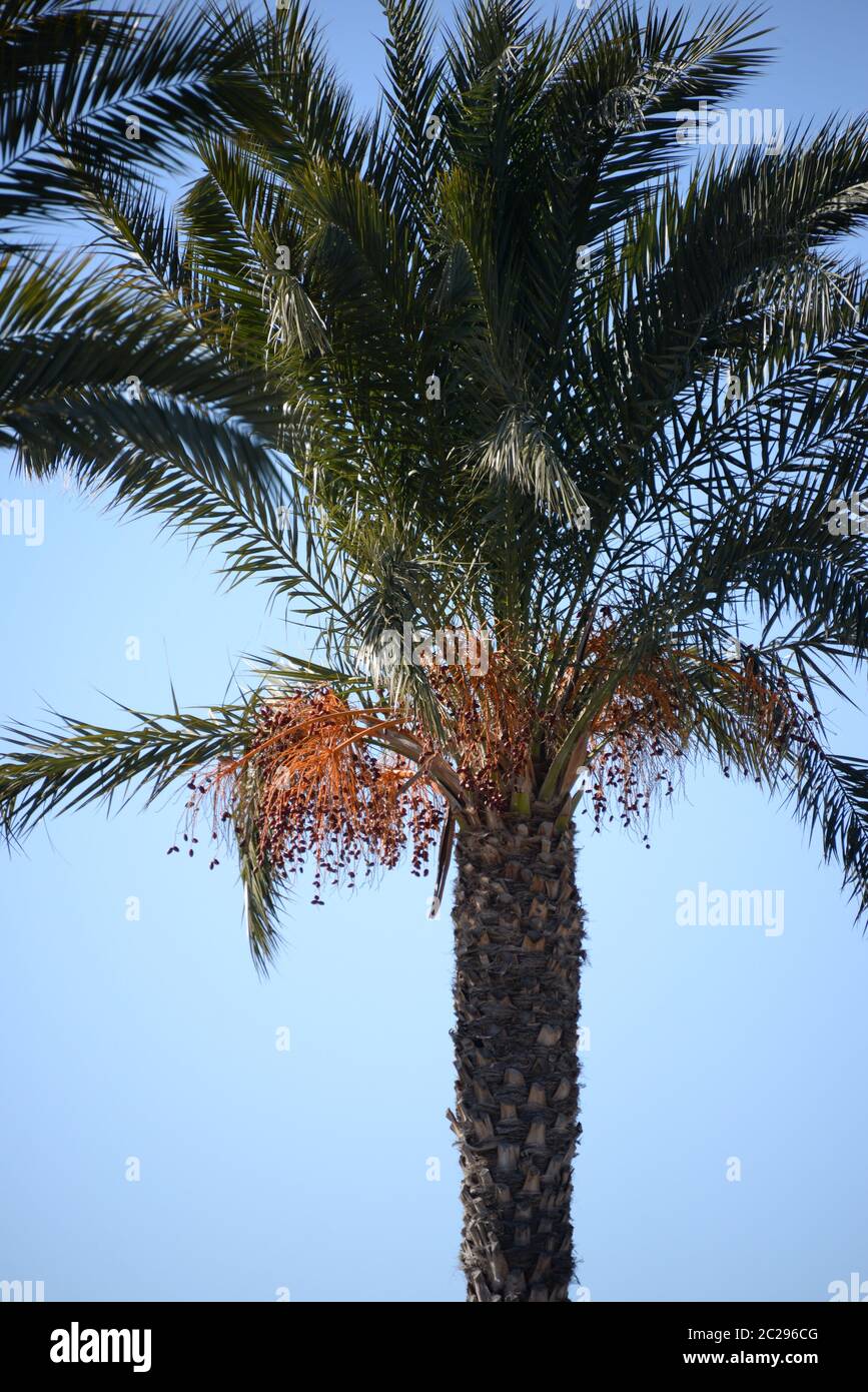 Date sulla palma da dattero, Costa Blanca, Spagna Foto Stock