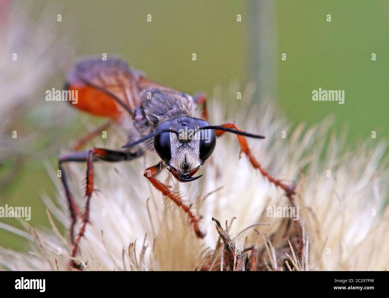 Locuste sabbia wasp Sphex funerarius Foto Stock