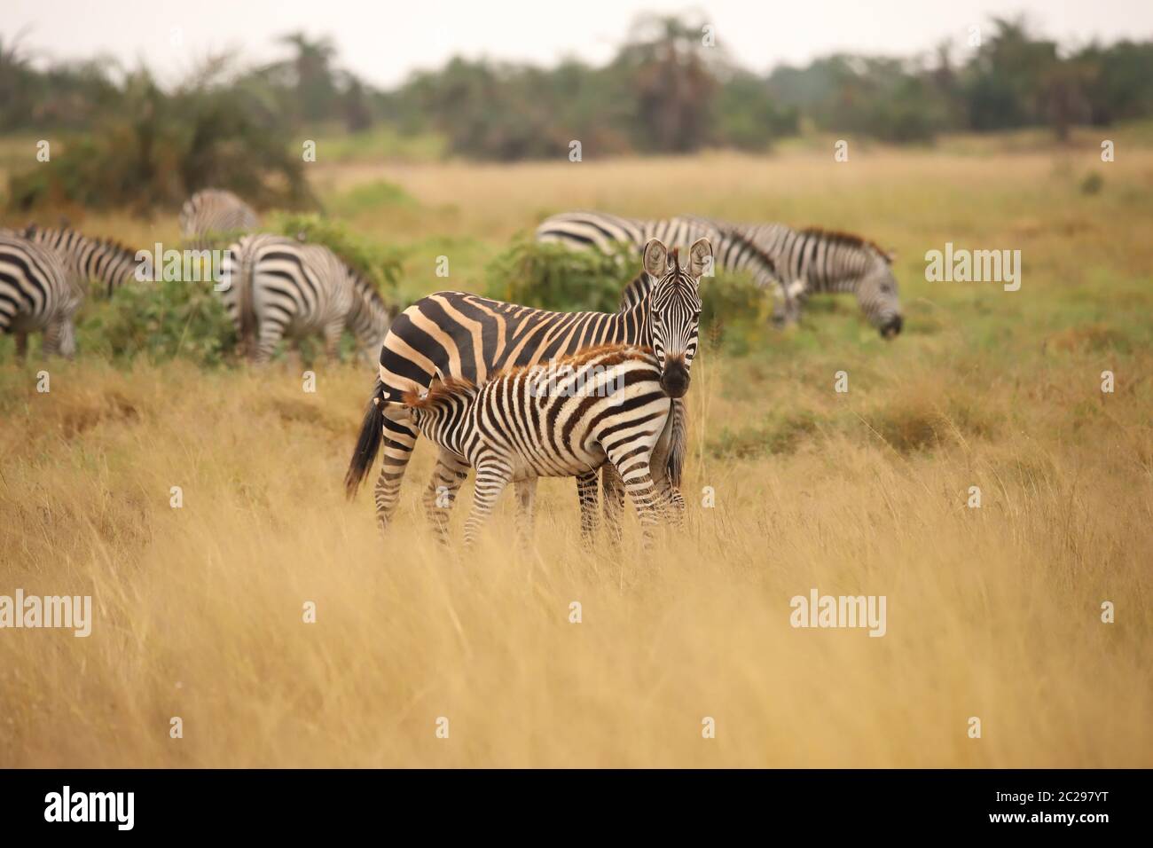 Zebra con puledro Foto Stock