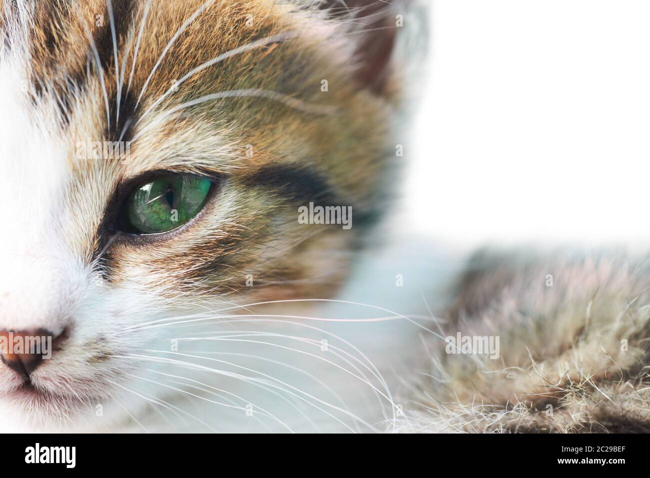 Little Grey Kitty Cat con occhi verdi isolati su bianco Foto Stock