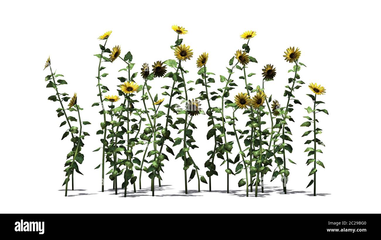 Un gruppo di girasoli con ombra sul pavimento - separati su sfondo bianco Foto Stock