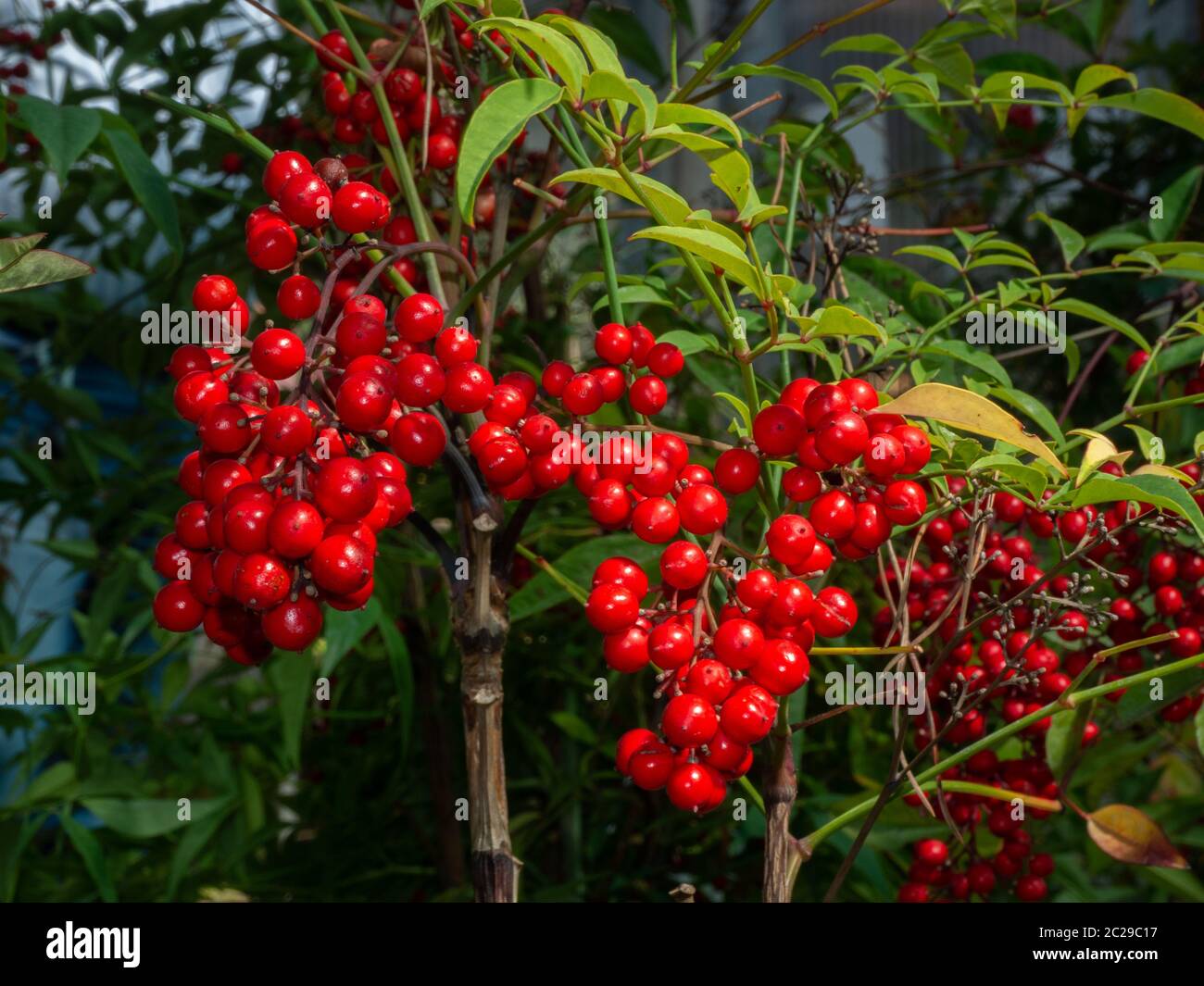 Bambù celeste, arbusto sempreverde con bacche rosse Foto Stock