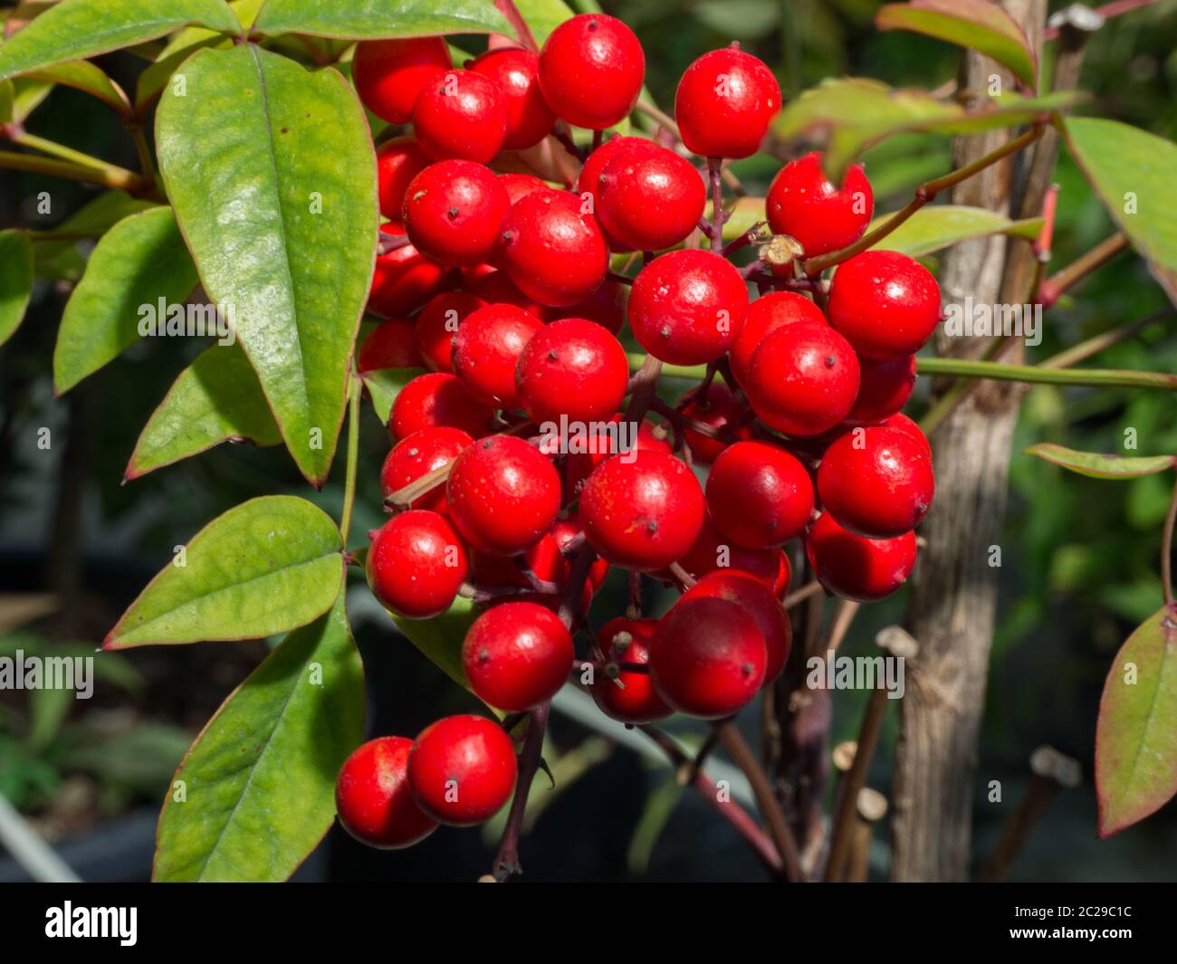 Bambù celeste, arbusto sempreverde con bacche rosse Foto Stock