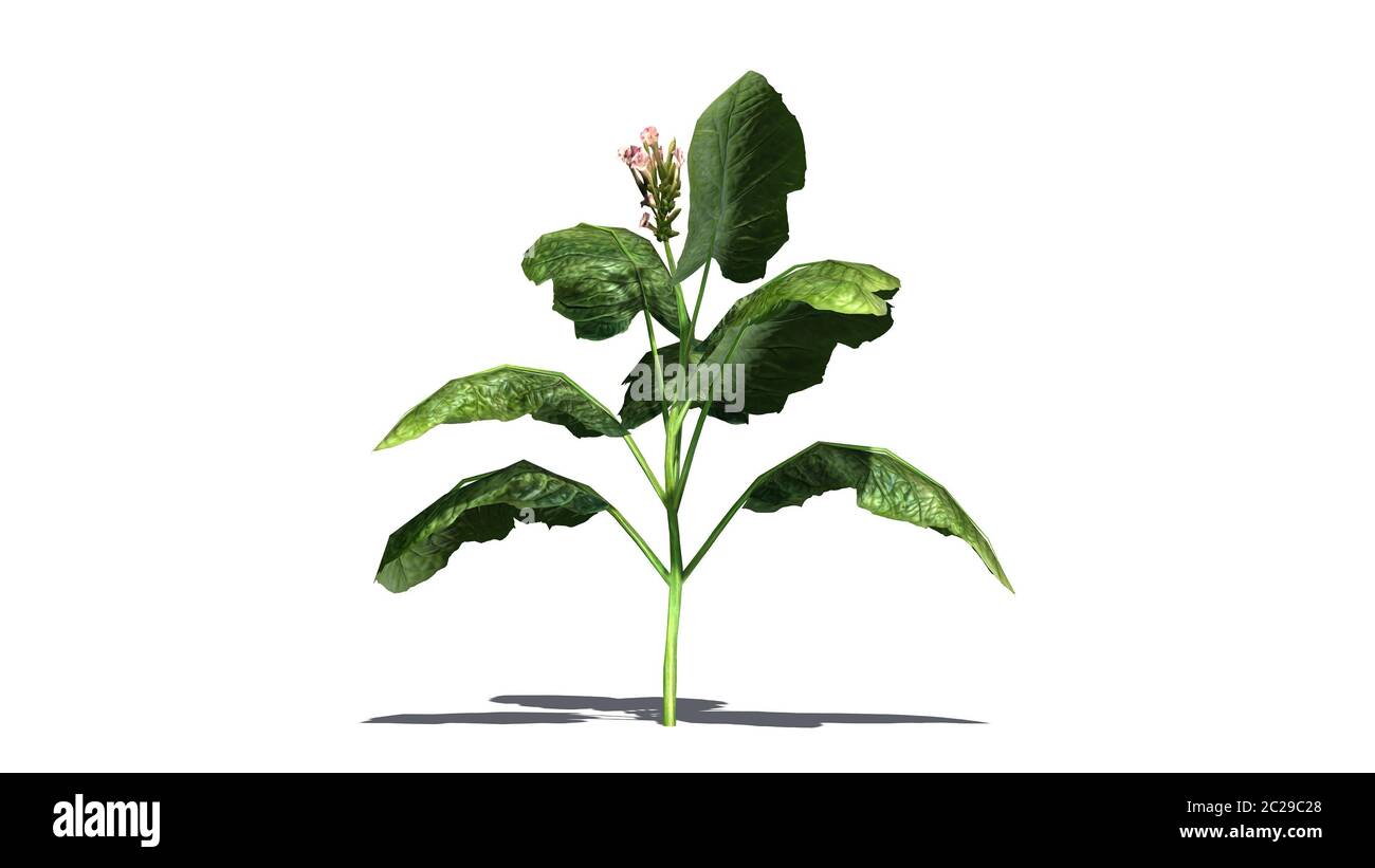 pianta di tabacco - isolato su sfondo bianco Foto Stock