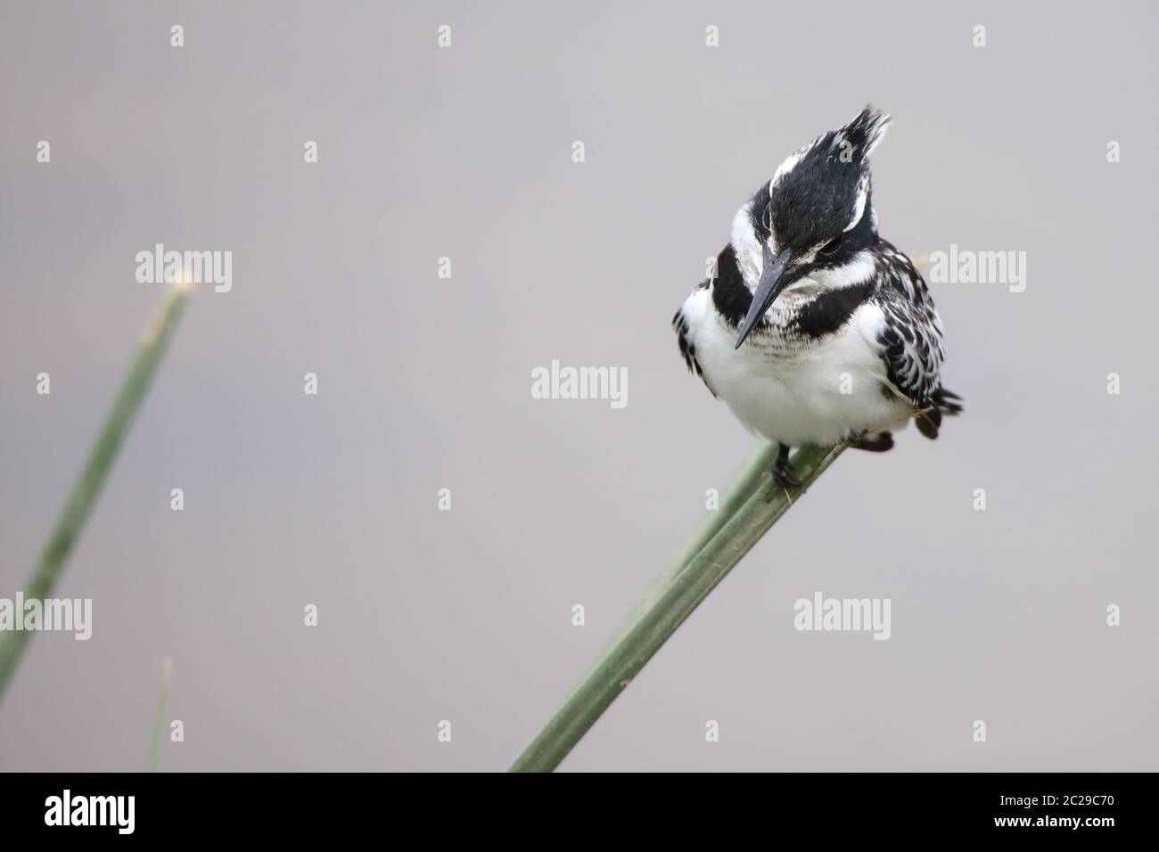 Il Martin pescatore Pied è seduto su una lama d'erba nel Parco Nazionale di Amboseli Foto Stock