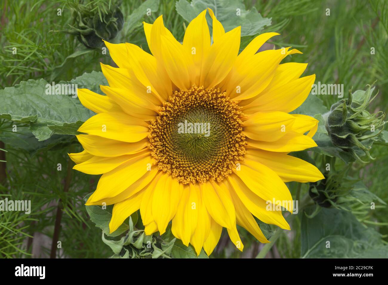 Girasole 'piccolo Leone', Helianthus annuus Foto Stock