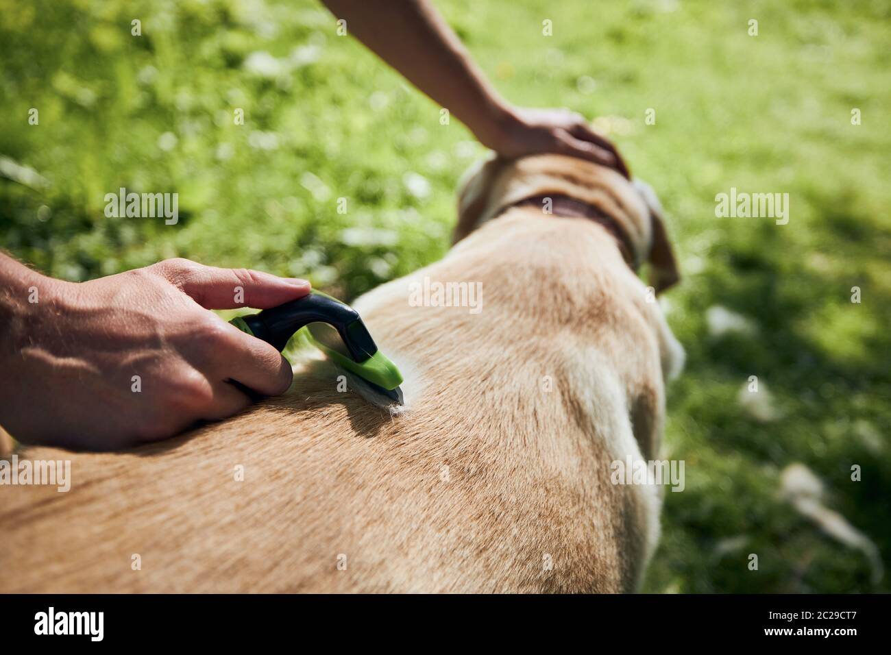 Cura di routine del cane. Il proprietario del PET sta spazzolando la pelliccia del suo labrador Retriever. Foto Stock