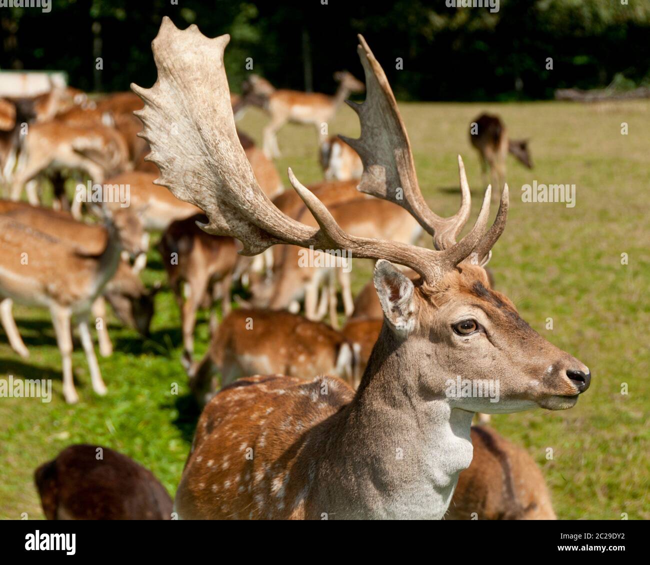 Assalire i deers in un gregge su prato Foto Stock