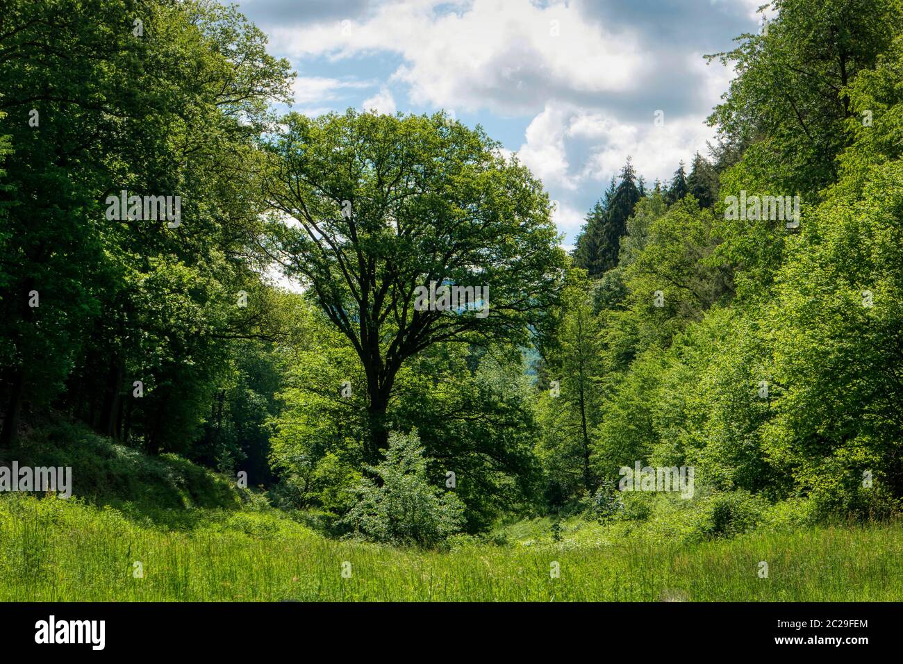 Escursione lungo la lunga distanza sentiero escursionistico Neckarsteig in Germania Foto Stock