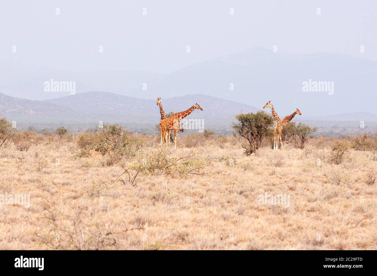 Giraffe reticolate, Giraffa reticulata, nella Riserva Nazionale di Samburu. Kenya. Africa. Foto Stock