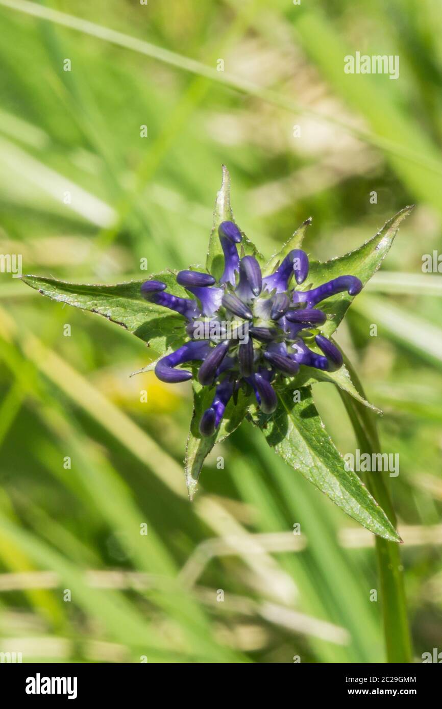 Artiglio emisferico del diavolo su un prato alpino Phyteuma hemisphaericum Foto Stock