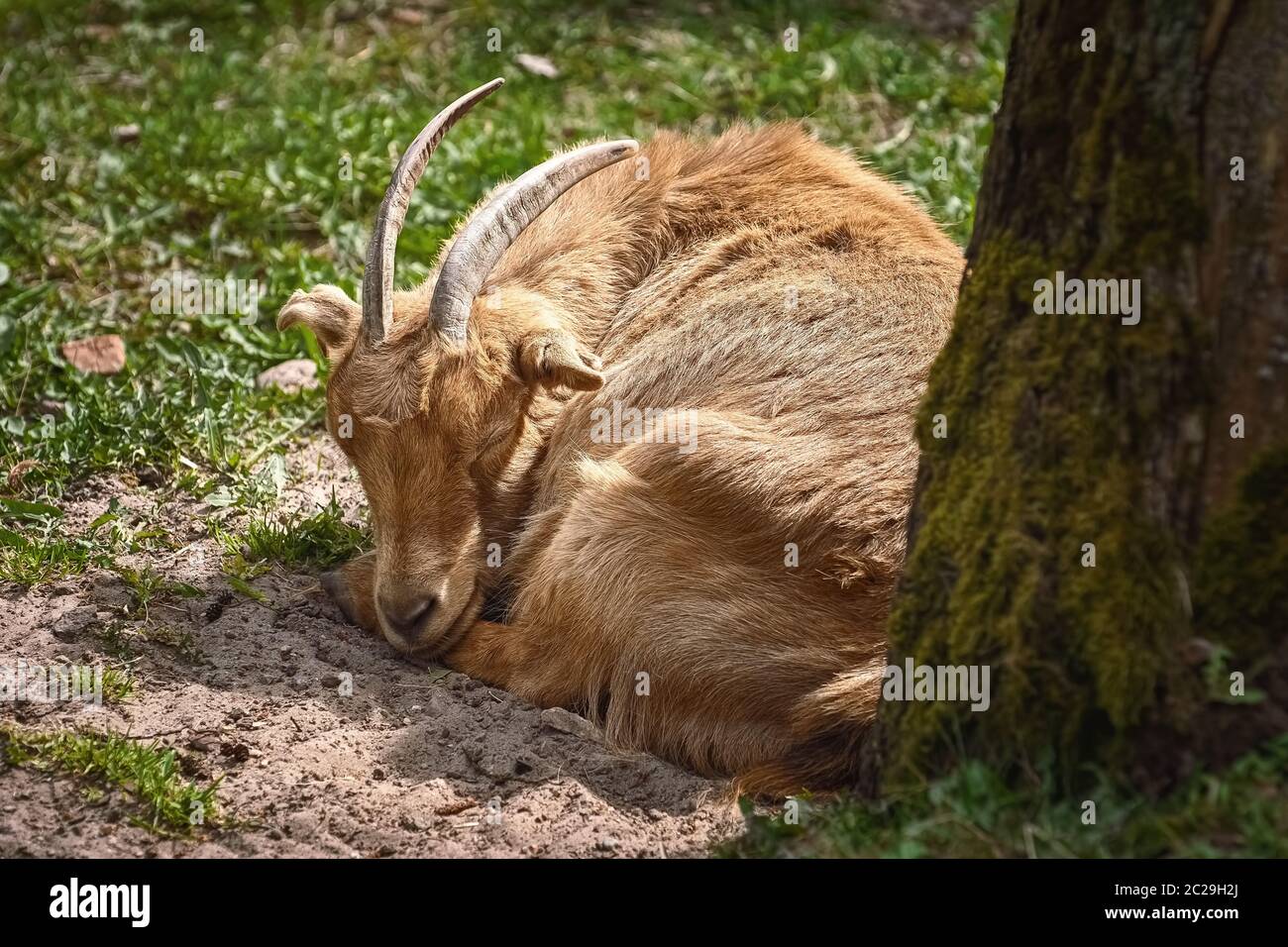 La capra sulla terra Foto Stock