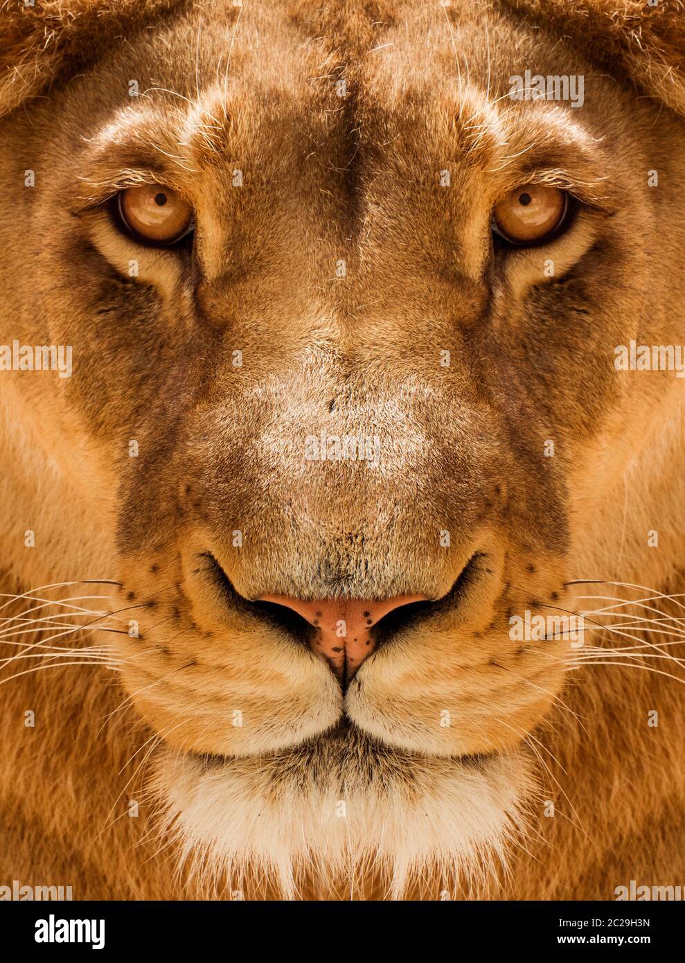 Leoness primo piano ritratto, volto di un leone femminile Foto Stock